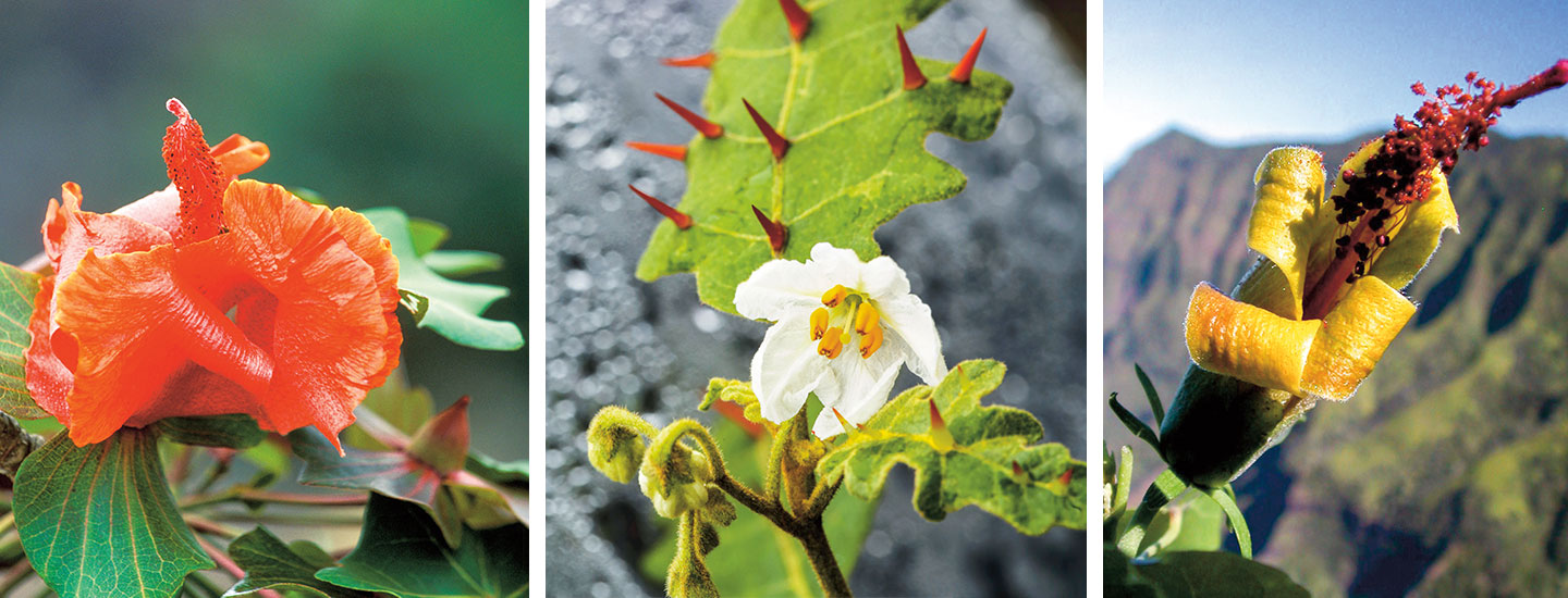 Three photos show the tree cotton, thorny Popolo, and Hua Kuahiwi flowers.